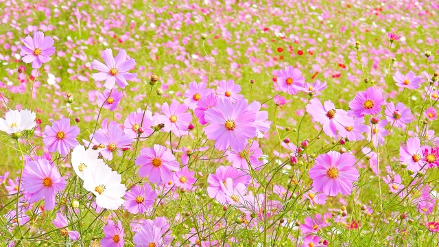 field of cosmos flowers